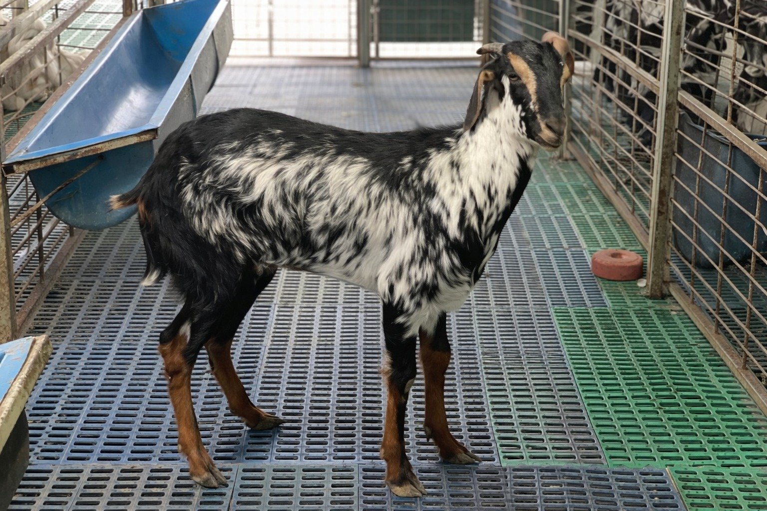 Kodi Aadu available at Hindustan Goat Farm